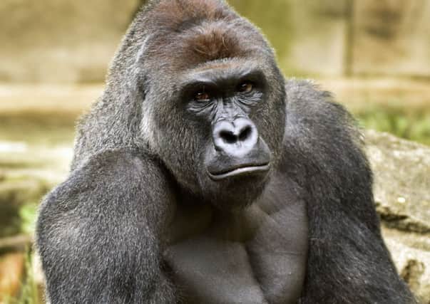 June 20, 2015 photo provided by the Cincinnati Zoo and Botanical Garden shows Harambe, a western lowland gorilla, who was fatally shot Saturday, May 28, 2016, to protect a 4-year-old boy who had entered its exhibit