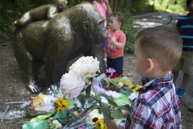 A boy brings flowers to put beside a statue of a gorilla outside the shuttered Gorilla World exhibit at the Cincinnati Zoo & Botanical Garden, Monday, May 30, 2016, in Cincinnati