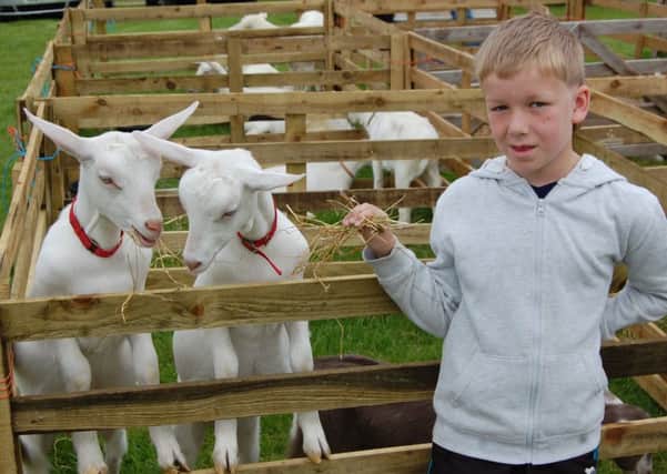 Feeding the goats at Ballymoney Show: Josh Stinson from Armagh