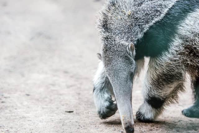 Anteater's at Belfast Zoo
