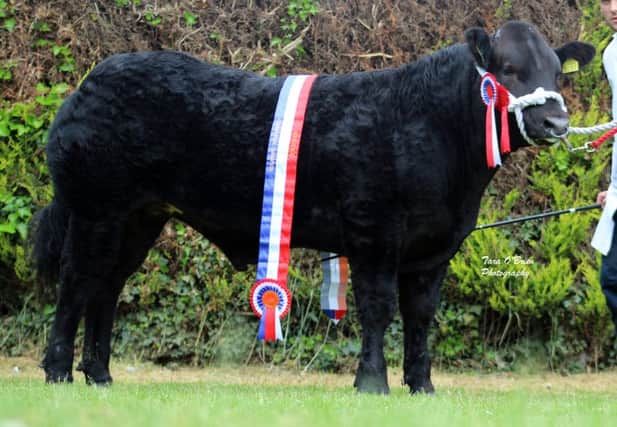 Commercial Champion at Lurgan show 'Kingsman' exhibited by The Williamson Family, Benburb.
