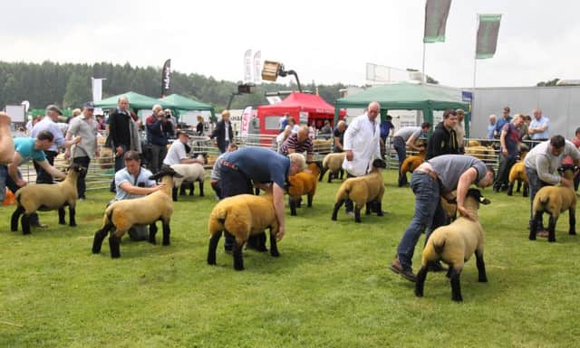 Sheep at Armagh Show