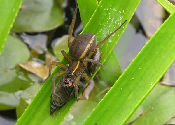 The fen raft spider is the largest spider native to the UK