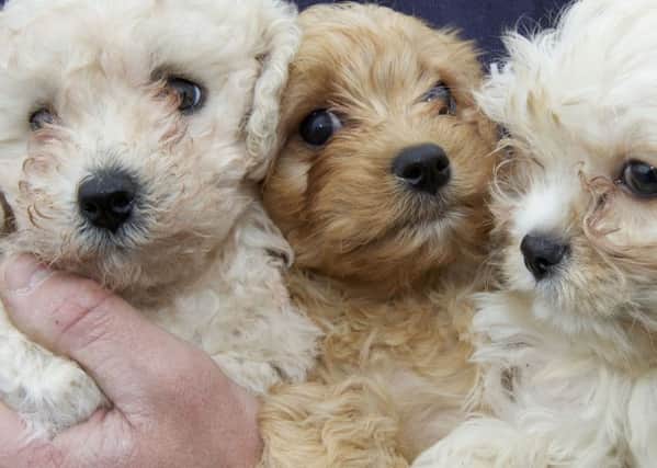 Undated handout photo issued by the ISPCA of three of 10 puppies that have been seized by protection officers as part of investigations against suspected illegal dog breeding