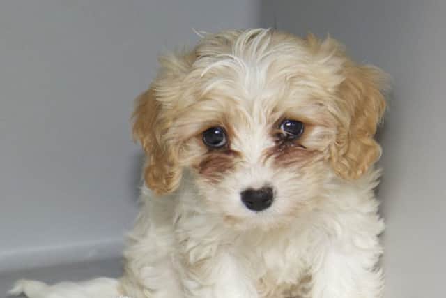 Undated handout photo issued by the ISPCA of one of 10 puppies that have been seized by protection officers as part of investigations against suspected illegal dog breeding