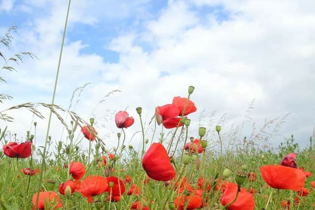 General view of poppies growing on the site of a former battlefield near the Thiepval Memorial in France