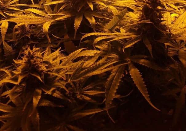 Cannabis factory found by PSNI