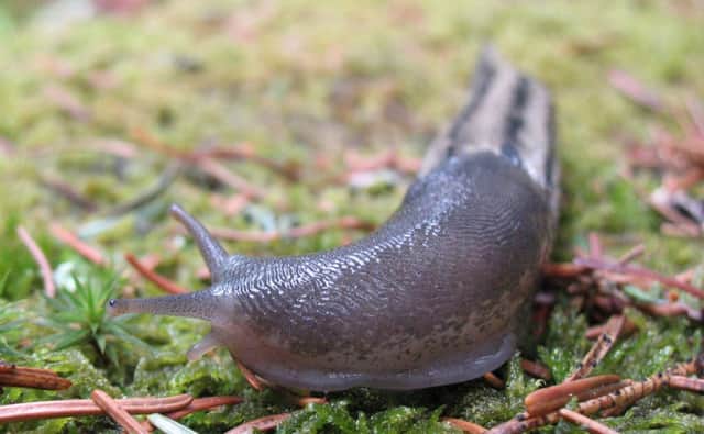 The ash grey slug, aka Limax cinereoniger