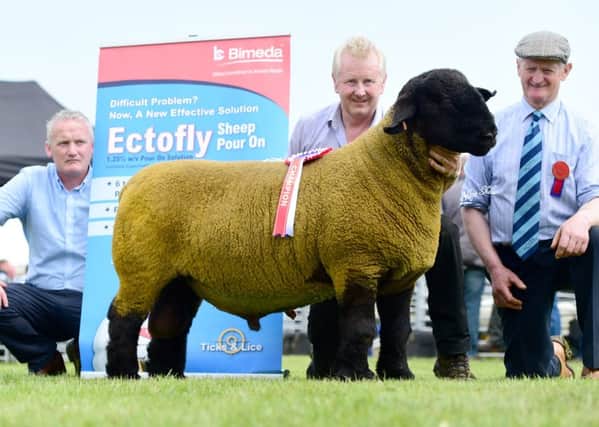 First prize shearling ram, male champion and supreme champion from S and W Tait, Kevin McAnenly, Bimeda, and judge James Young