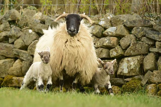 A Horned Ewe with Charollais X Lambs