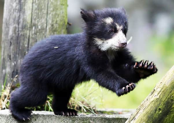 Lola, a South American bear born earlier this year in Belfast Zoo