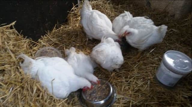 Chickens at Crosskeenan Lane Animal Sanctuary