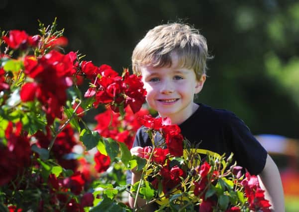 Nathan Boyd from Kinallen at the first day of Rose Week at Lady Dixon park. Picture Mark Marlow/Pacemaker Press