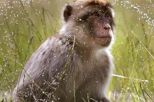 Barbary macaques at Blair Drummond Safari Park near Stirling enjoy a cool shower in their enclosure as Britain's mini-heatwave is set to continue with a day of tropical temperatures ahead of a night of torrential thunderstorms expected to bring nearly a month of rain