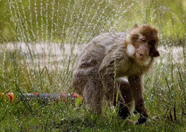 Barbary macaques at Blair Drummond Safari Park near Stirling enjoy a cool shower in their enclosure as Britain's mini-heatwave is set to continue with a day of tropical temperatures ahead of a night of torrential thunderstorms expected to bring nearly a month of rain