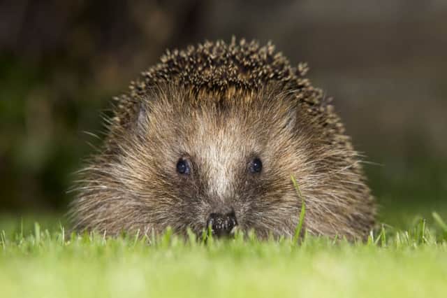 A hedgehog in a garden