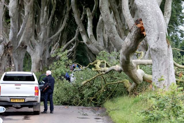 The tree collapsed on to the road on Tuesday night or Wednesday morning