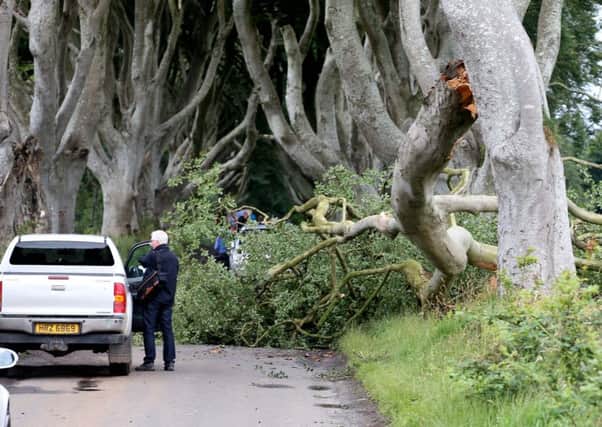 The tree collapsed on to the road on Tuesday night or Wednesday morning