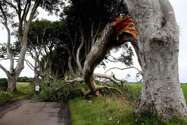 The Dark Hedges on Wednesday, July 27, 2016