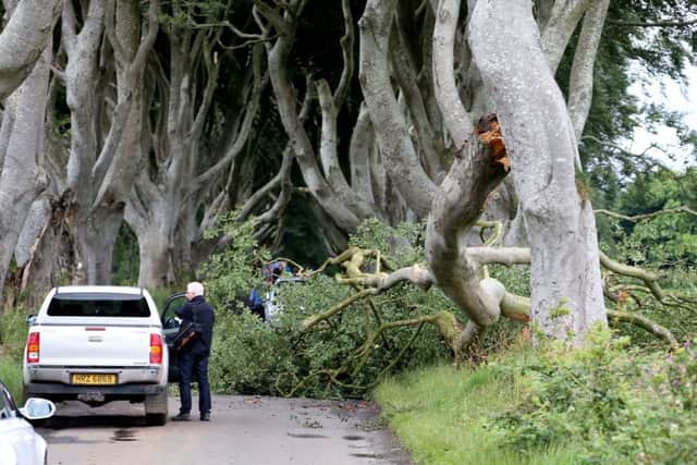 The Dark Hedges on Wednesday, July 27, 2016