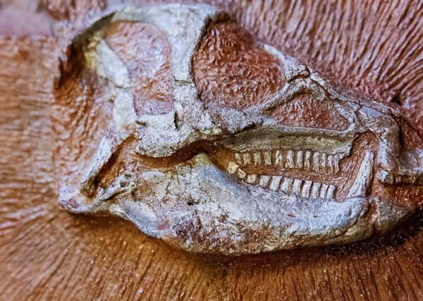 Undated handout photo issued by ESRF of a fossilised skull of a Heterodontosaurus tucki, a plant eating dinosaur with large canine teeth