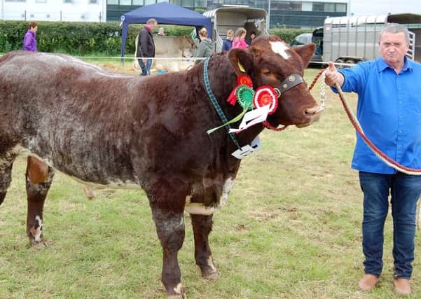 Duncan McDowell from Newtownards with the inter-breed beef champion Castlemount Jet Liner at Limavady Show