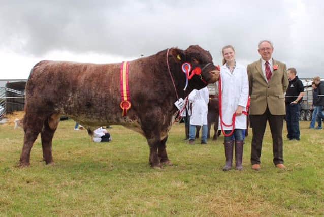 Champion Shorthorn with handler Leah Henning and judge John Redpath