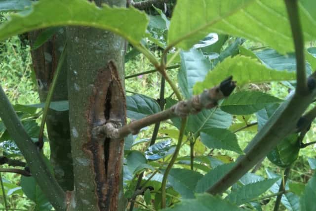 Ash dieback by Mike Ryder.JPG