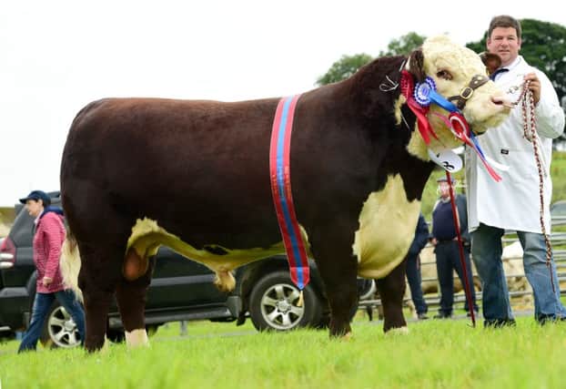 Supreme Champion at the National Hereford Show was "Pinmoor 1 Kingsley" exhibited by Bertie & Greer Watson.