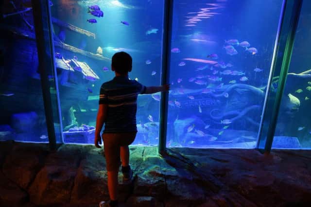 Northern Ireland's only aquarium had been closed for almost two years