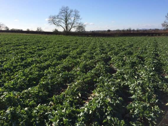 Chris Cooke' oilseed rape on his farm in Worcestershire