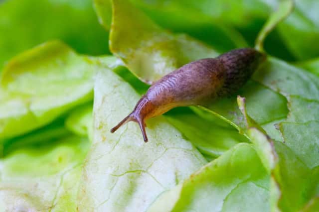 Slugs are common pests in any garden