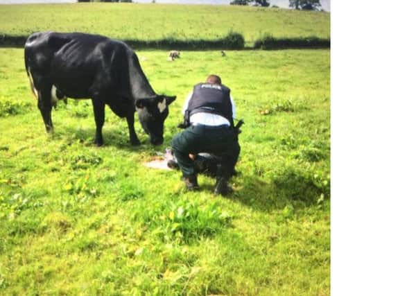 The PSNI Sergeant helped a calving cow at Florencecourt in Fermanagh
