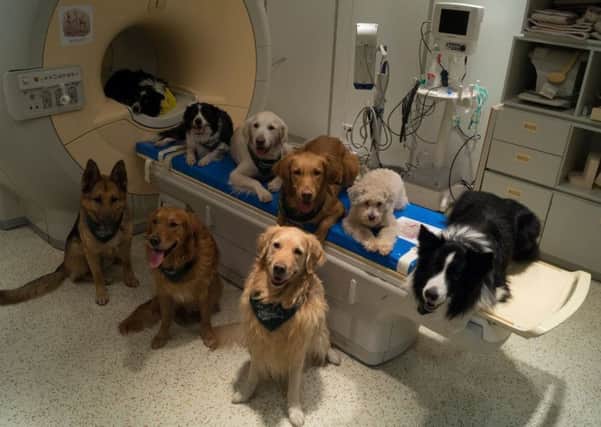 In this undated photo provided by the MR Research Center some trained dogs involved in a study to investigate how dog brains process speech sit around a scanner in Budapest, Hungary. (Borbala Ferenczy/MR Research Center via AP)