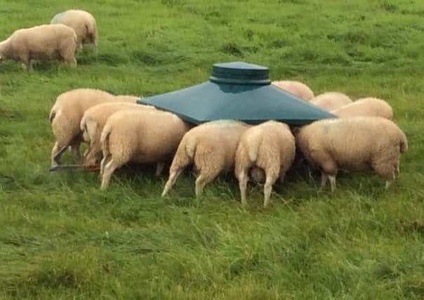 Worm resitance in sheep costs the UK sheep farming industry Â£84 million each every year