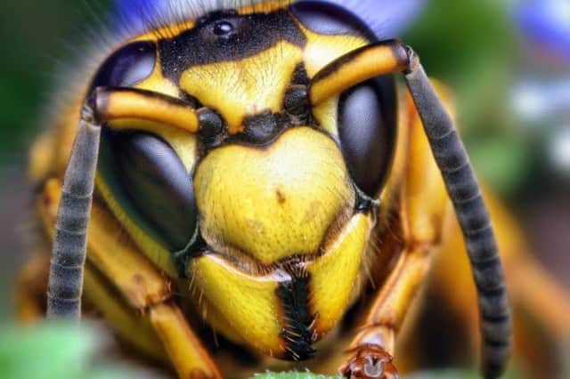 The german wasps could sting at random experts say.