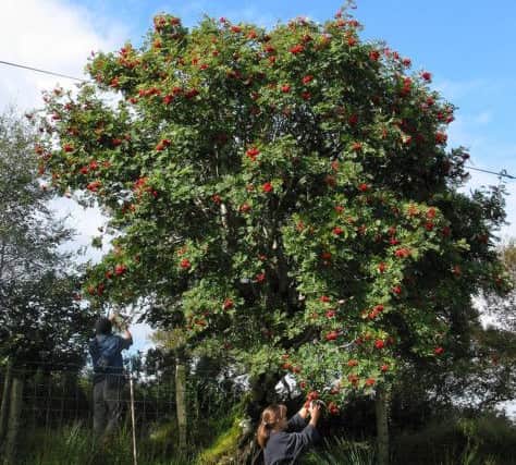 Picking rowan berries