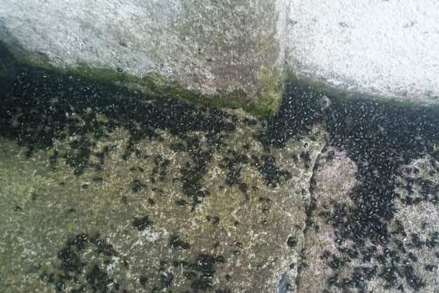 An infestation of willow beetles