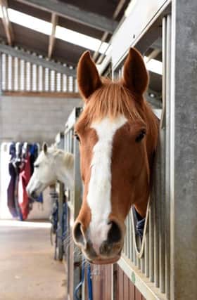 The part time equine course will begin on 28 September for 12 weeks.
