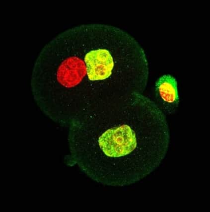 A University of Bath image of two-cell embryos produced during the experiment