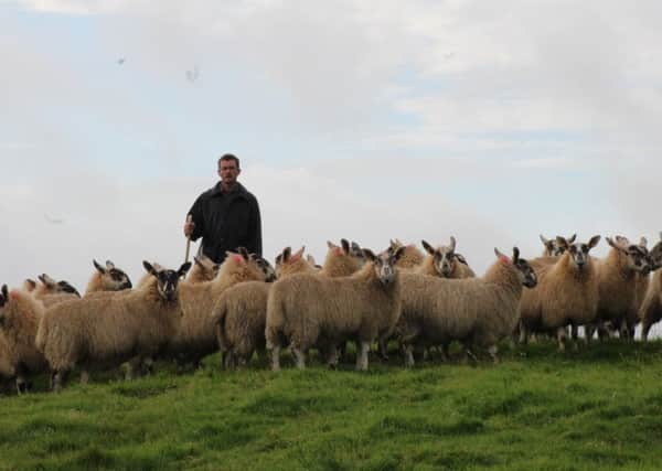 Seamus McLaughlin with his Greyface lambs