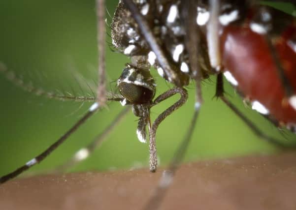 The Zika virus is transmitted by mosquitos.