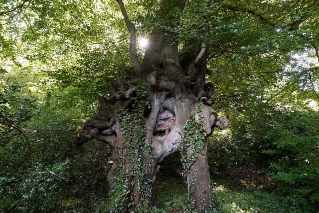 The Wesley Beeches in Lambeg, Lisburn, is just one of six trunks shortlisted in the Tree of the Year contest