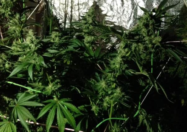 The seized cannabis plants have an estimated street value of Â£14,000