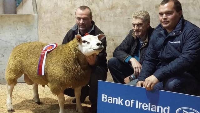 Alistair Breen Drumderg Texels accepts the Bank of Ireland Championship from Richard Primrose and Judge Brian Hanthorn at the NI Texel Breeders Club Show and Sale at Clogher.