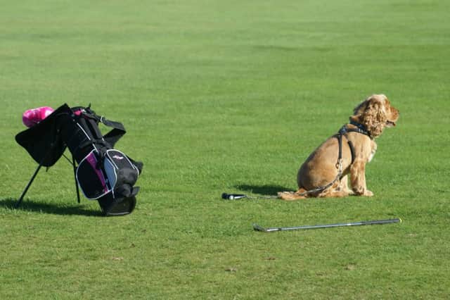 A furry golfer on Lockgreen