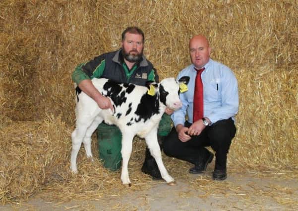 Gareth Bell, right, Genus ABS and Andrew Reid with a Sexation heifer calf by Seagull Bay MVP.