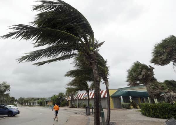 Palm trees sway in high gusts of wind in Vero Beach, Florida.  (AP Photo/Lynne Sladky)