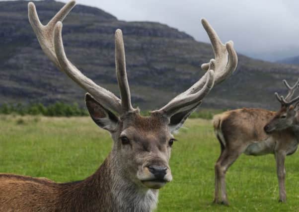A stag