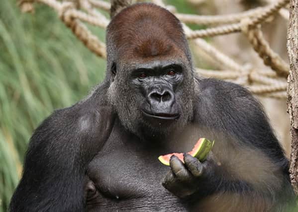 Kumbuka, the male gorilla got out of his den at ZSL London Zoo and into a non-public keeper area